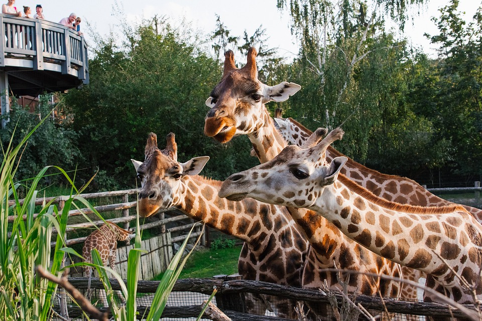 žirafy v zoo