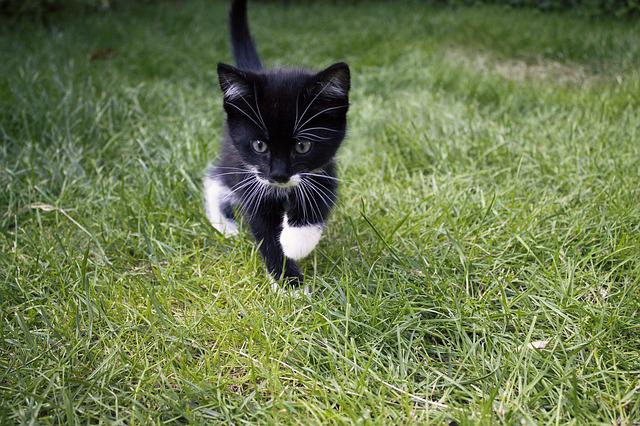 kotě v trávě